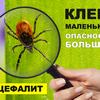 Плакат Клещи 04